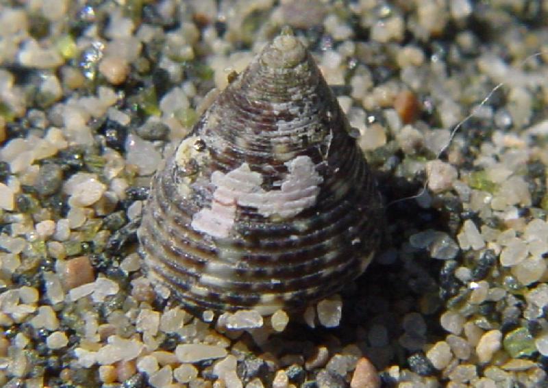 Jujubinus striatus